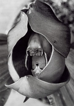 Albert Renger-Patzsch: „Catasetum tridentatum“ (Orchidee), 1922/23