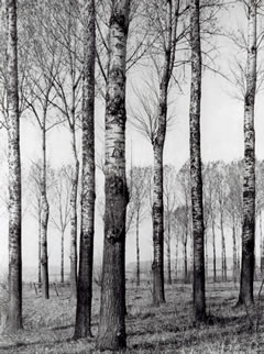 Albert Renger-Patzsch: „Pappeln im Wiesengelände“, veröffentlicht in: Bäume, 1962 