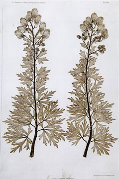 C. v. Ettingshausen, A. Pokorny: „Aconicum Napellus“, um 1860